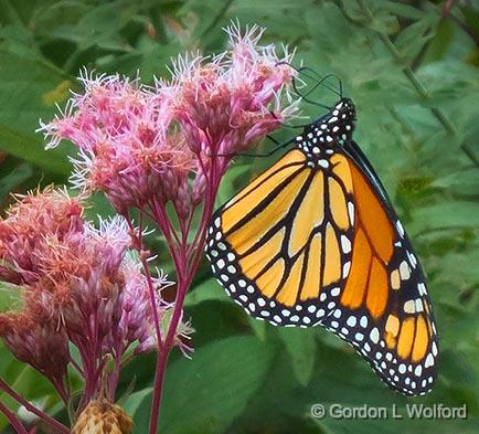 Butterfly On A Pink Flower_01596.jpg - Monarch butterfly (Danaus plexippus) photographed at Smiths Falls, Ontario, Canada.